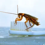 Why-Proactive-Pest-Control-Provides-the-Best-Protection-for-Your-Home