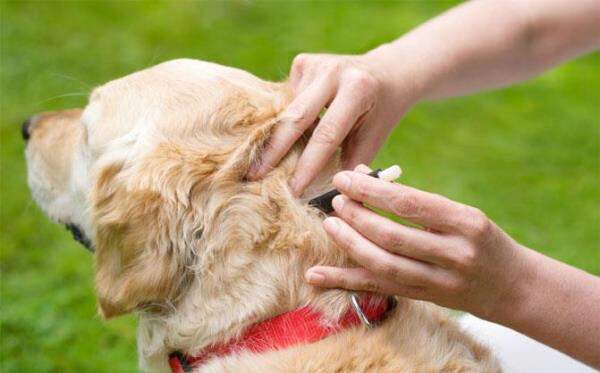 Flea Control and Prevention: Protecting Your Home and Pets