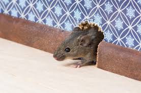 Rodent Control: Keeping Your Home Safe from Mice and Rats