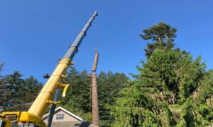 crane_tree_removal_cost_breakdown_for_large_trees_32483934_featured