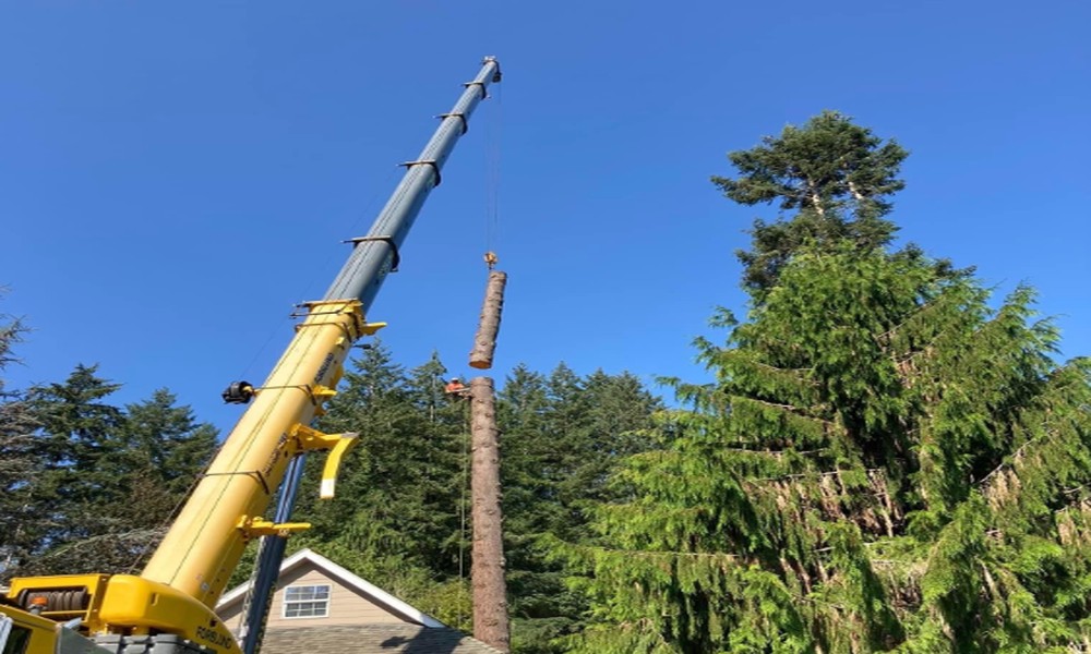 crane_tree_removal_cost_breakdown_for_large_trees_32483934_featured